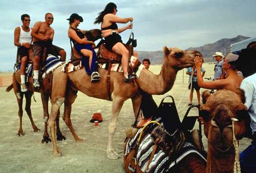 People riding camels in the Black Rock desert.