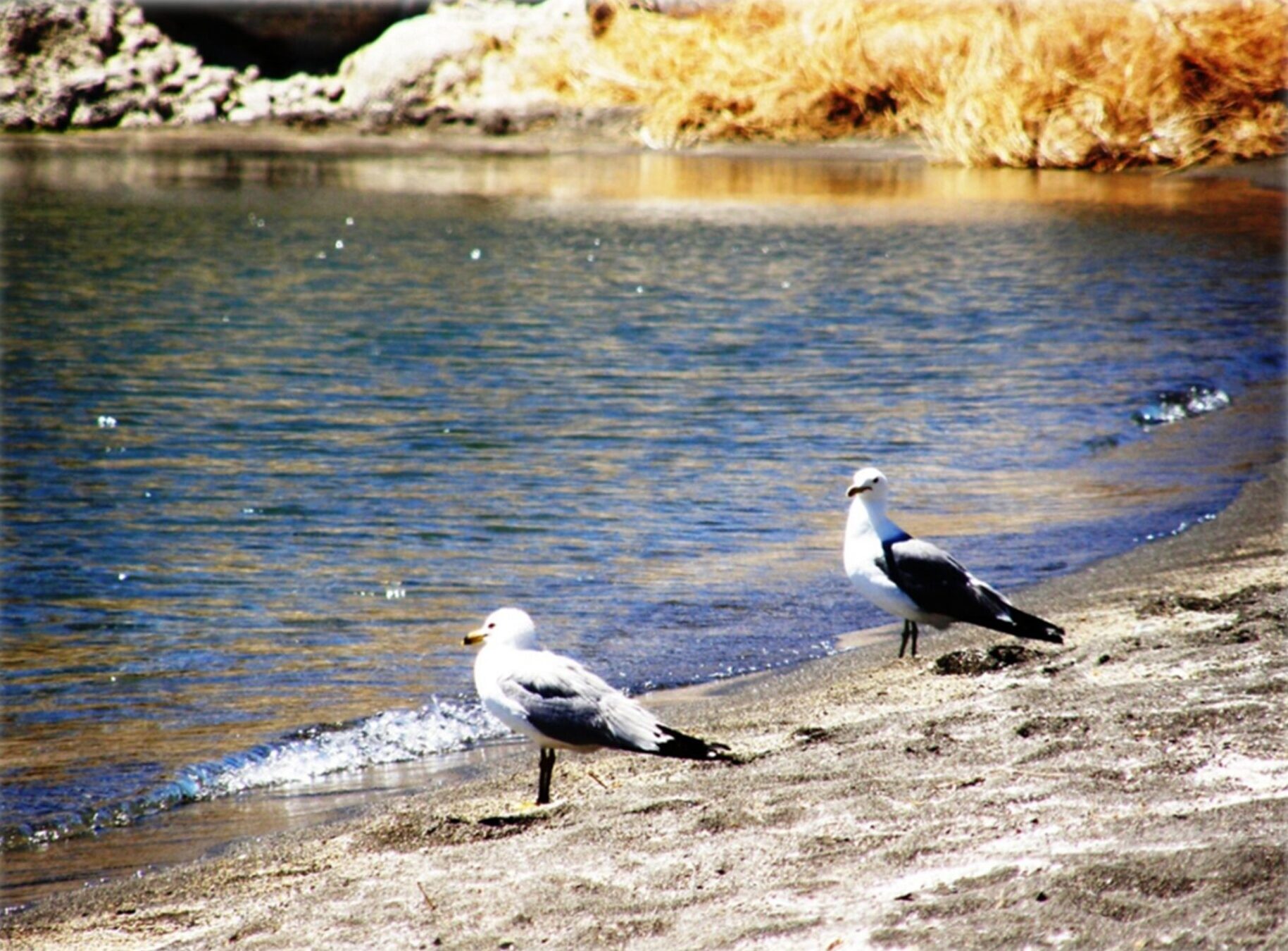 Two seagulls waiting by the beach on the Pyramid Lake Indian Reservation.