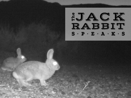 Two rabbits in a field