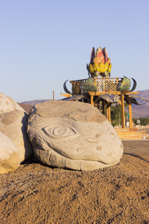 Desert Tortoise in Fernley, Nevada.  Photo courtesy of Aric Shapiro